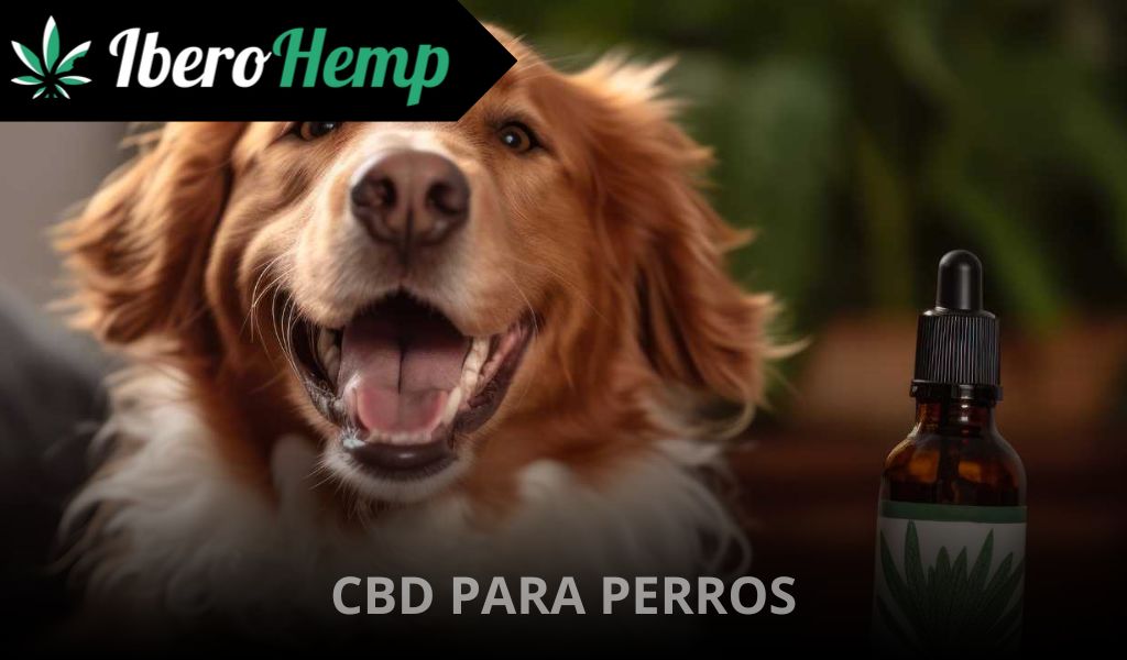 CBD para perros: Todo lo que necesitas saber