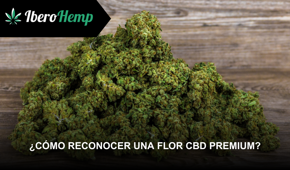 Cómo reconocer una flor CBD premium