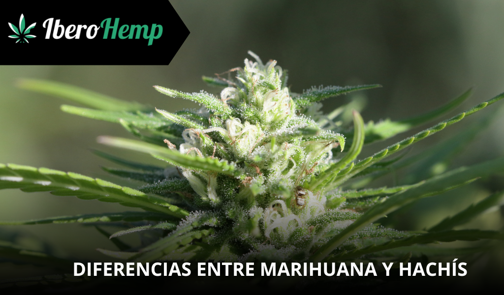 Diferencia entre Hachís y Marihuana: Todo lo que debes saber