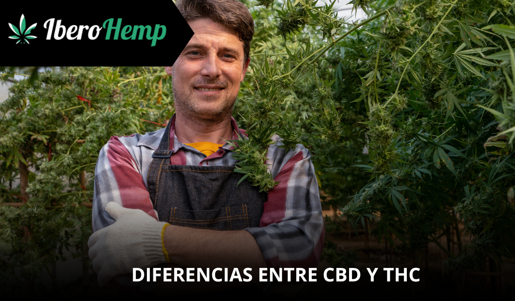 Diferencia entre CBD y otros cannabinoides: Todo lo que debes saber