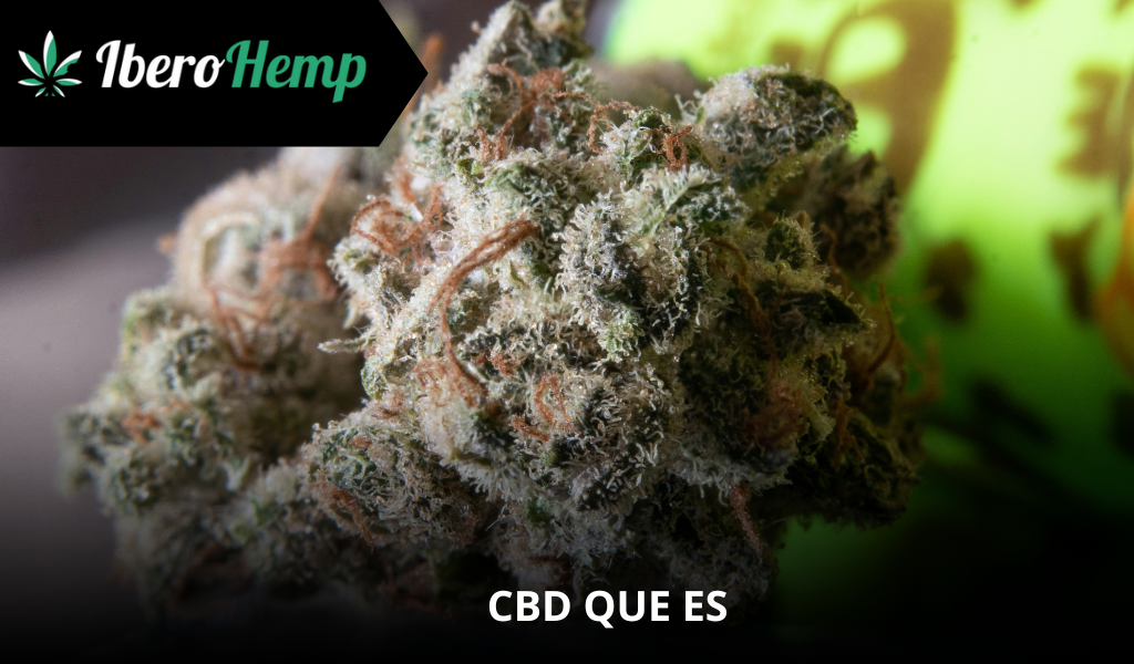 CBD: Qué es y todo lo que debes saber