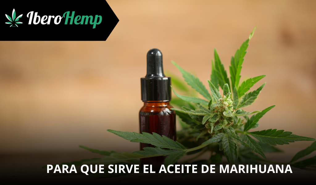 ¿Para qué sirve el aceite de marihuana? Todo lo que debes saber
