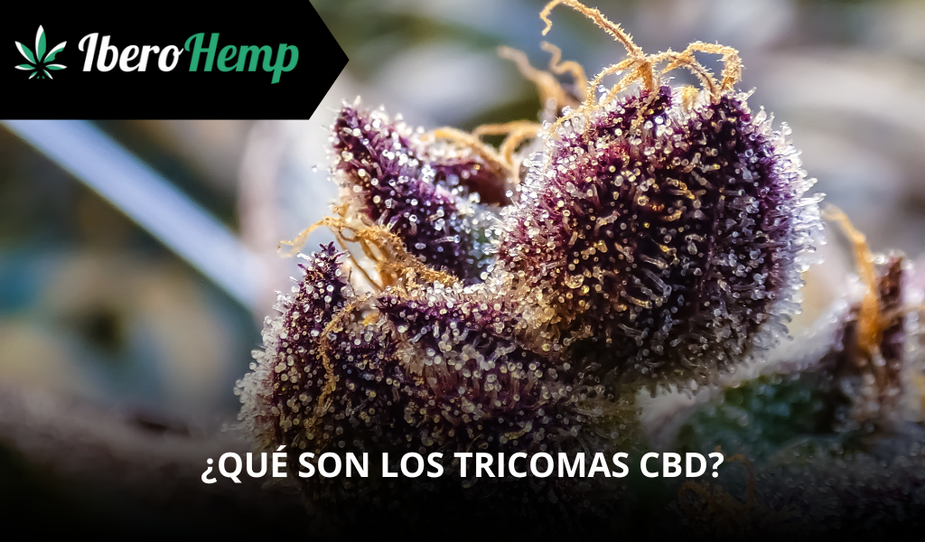 ¿Qué son los Tricomas de CBD?
