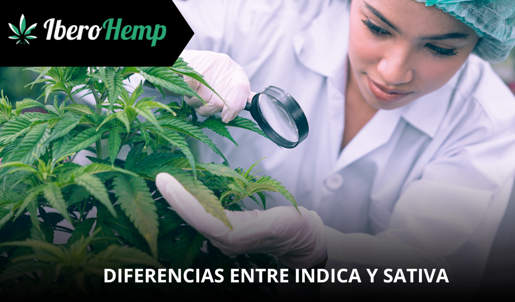 ¿Cuáles son las diferencias entre Indica y Sativa?