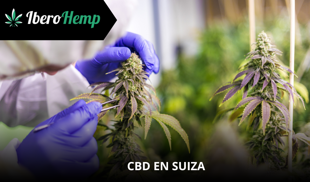 ¿Es legal el CBD en Suiza? Regulaciones oficiales y mercado actual