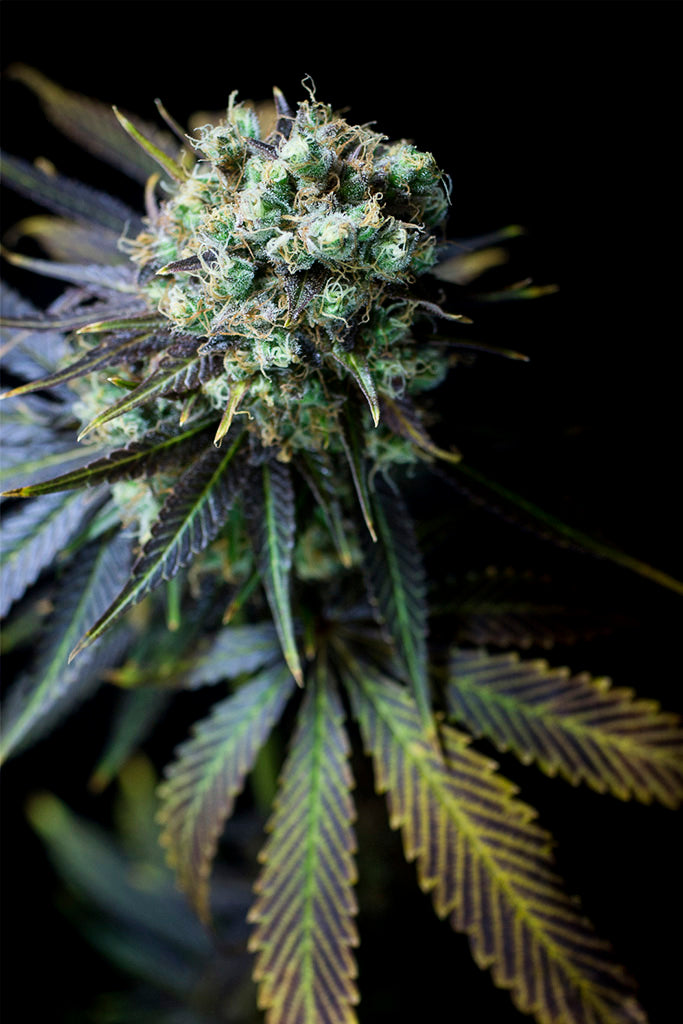 SEMENTES DINAMED CBD E THC <0,3% | Sementes IberoSeeds x Dinafem