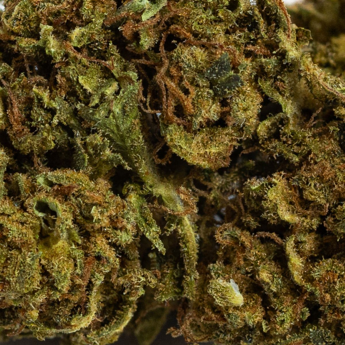 Amnesia Greenhouse CBD (10g-500g)