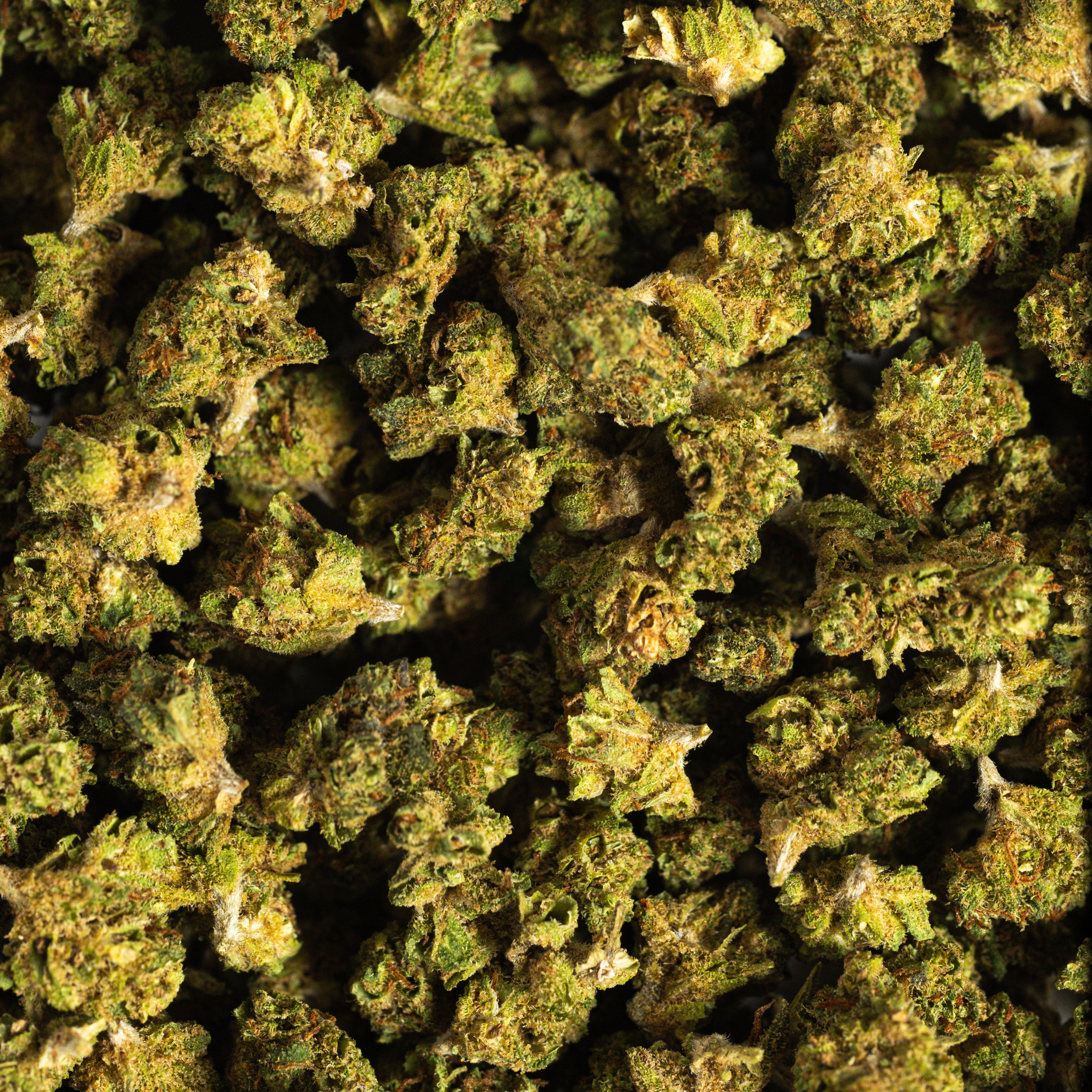 Mini Bubble Gum CBD