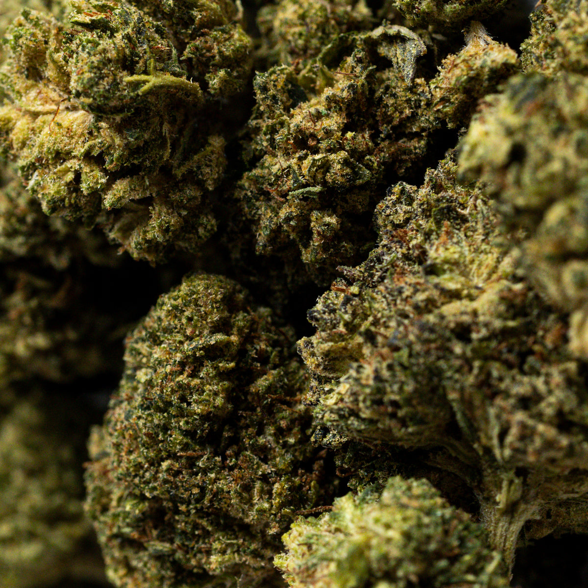 Pop Cannatonic Runtz - Nueva Variedad con aroma dulce a golosina