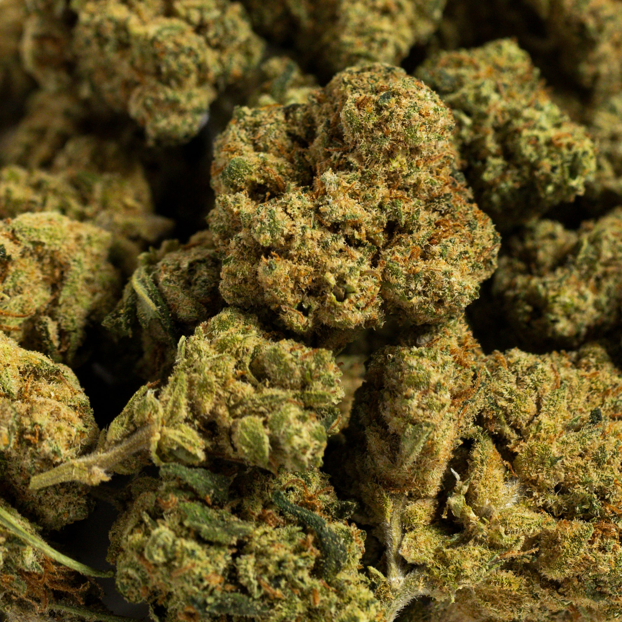PopCorn Amnesia Hidropónica 2 - (30g-500g)