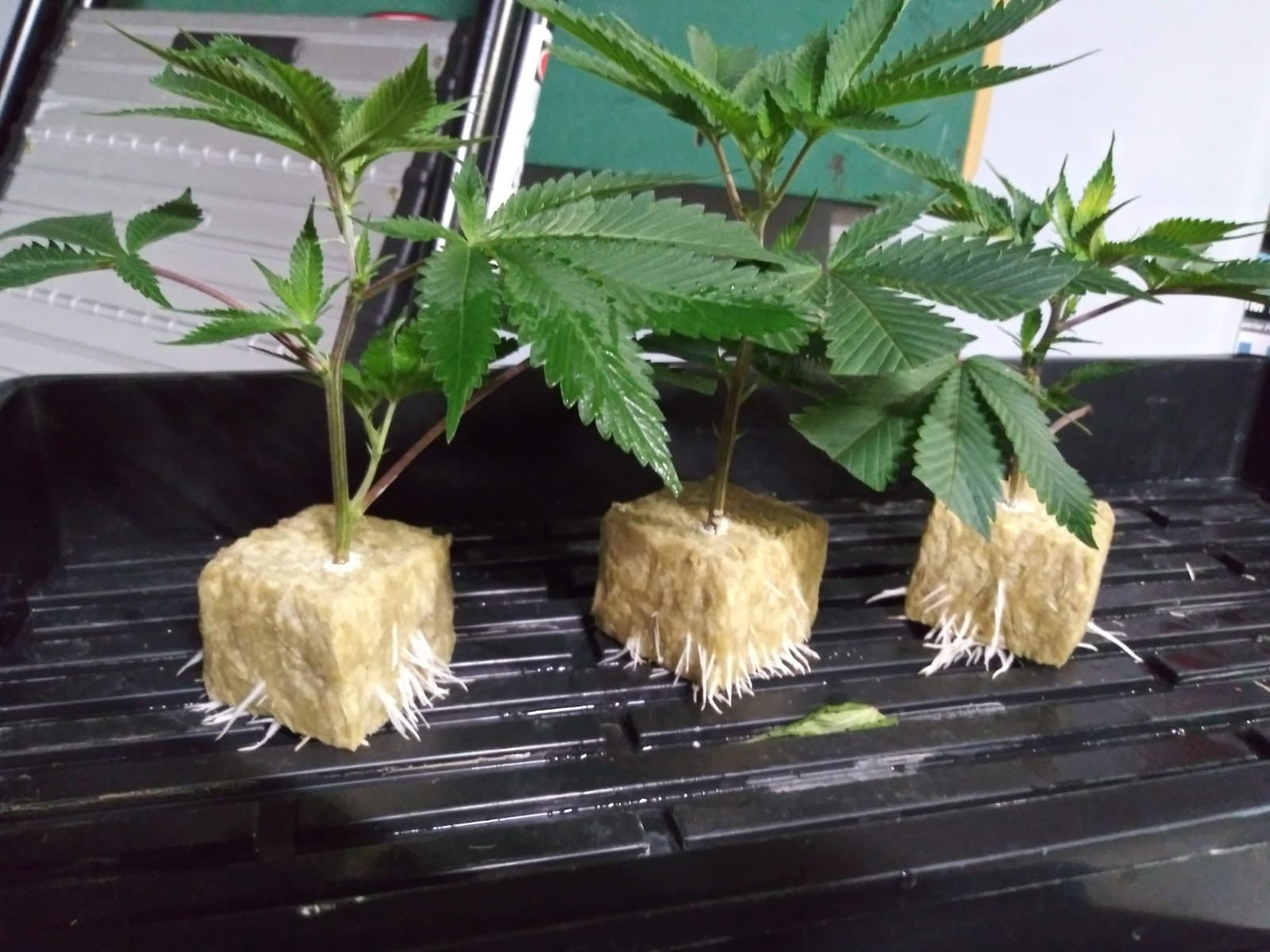 THC-Stecklinge