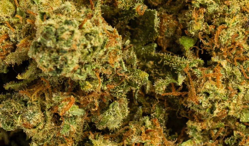 IberoHemp cumple 8 años: evolución, criterio y el nuevo estándar del CBD