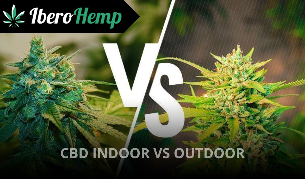 CBD indoor vs outdoor: ¿Cuáles son sus diferencias?