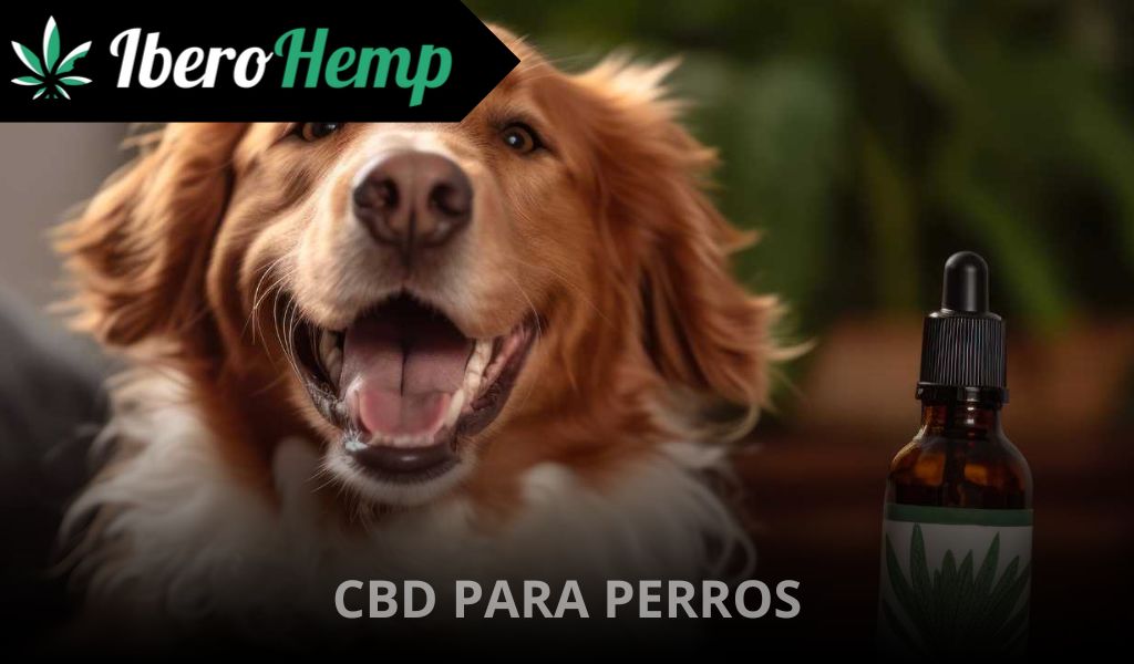 CBD para perros: Todo lo que necesitas saber