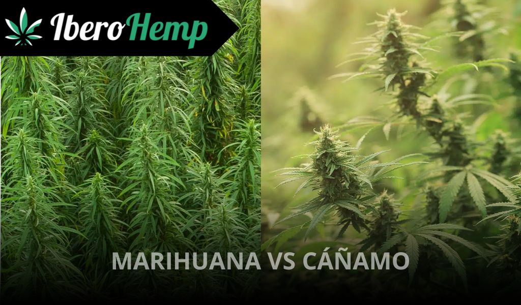 Cáñamo vs marihuana: ¿Qué los diferencia?