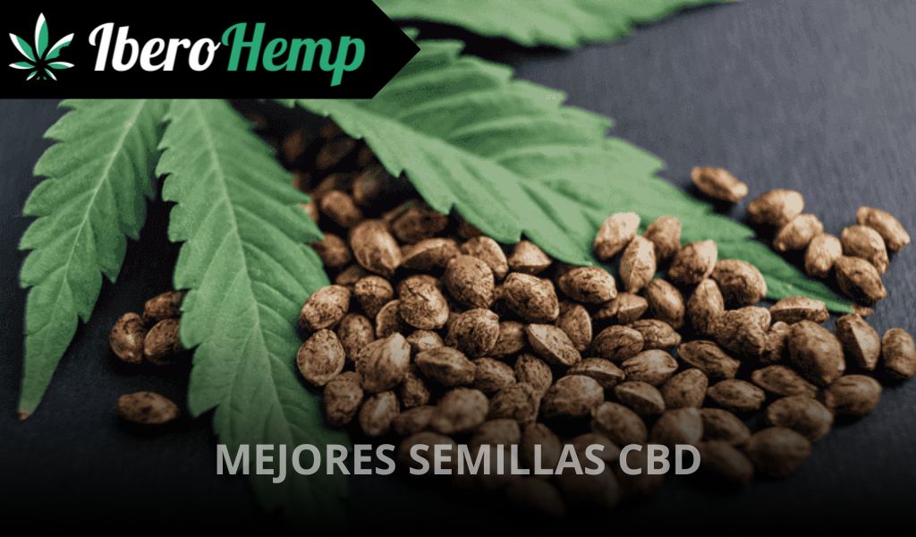 Ranking de las mejores semillas de CBD de 2025