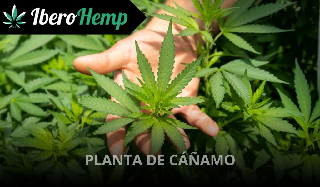 Cáñamo planta: ¿Qué es y cómo se cultiva?