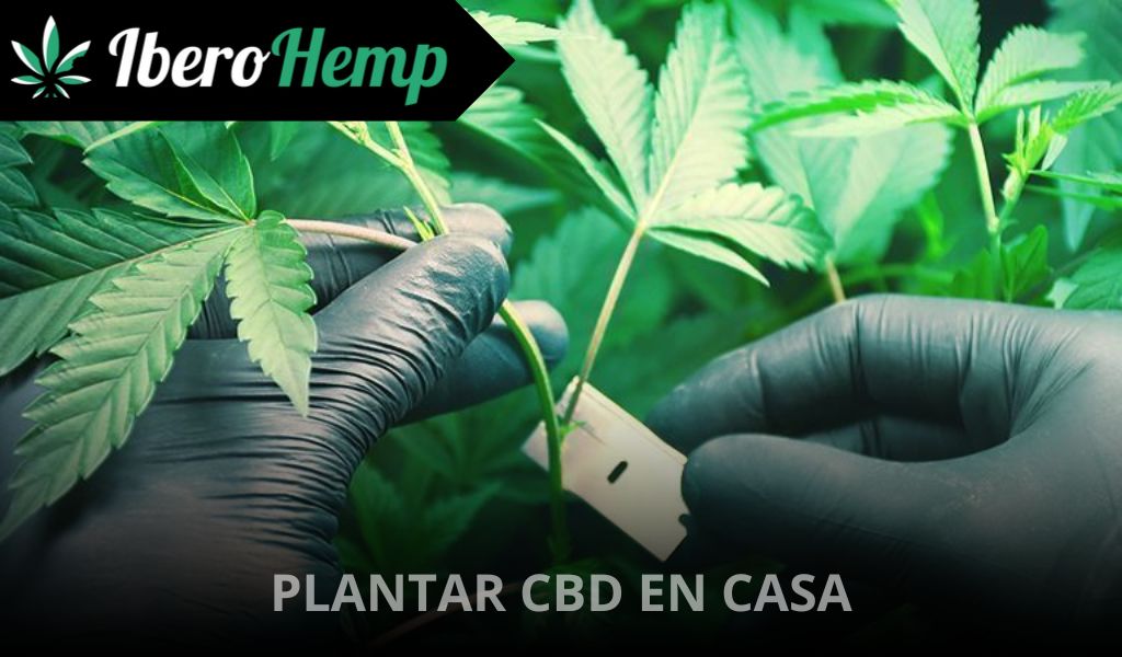 ¿Es legal plantar CBD en casas?