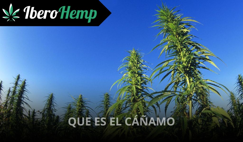 Qué es el cáñamo: ¿Cómo se obtiene y diferencias con la marihuana?