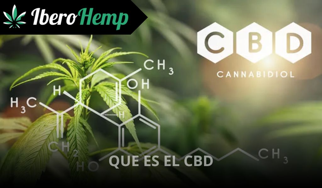 Qué es el CBD: ¿Cómo se obtiene y diferencias con otros cannabinoides?