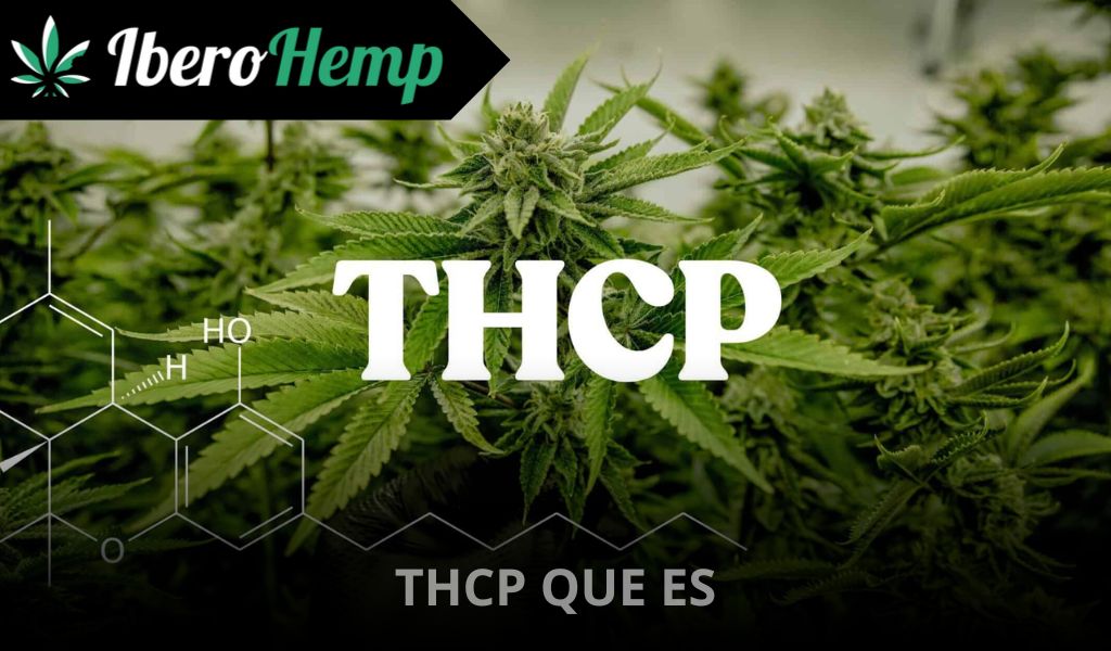 ¿Qué es el THCP? Beneficios, riesgos y usos