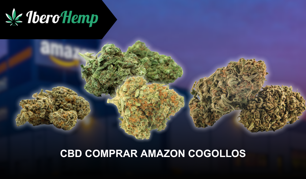CBD comprar Amazon cogollos: Todo lo que necesitas saber
