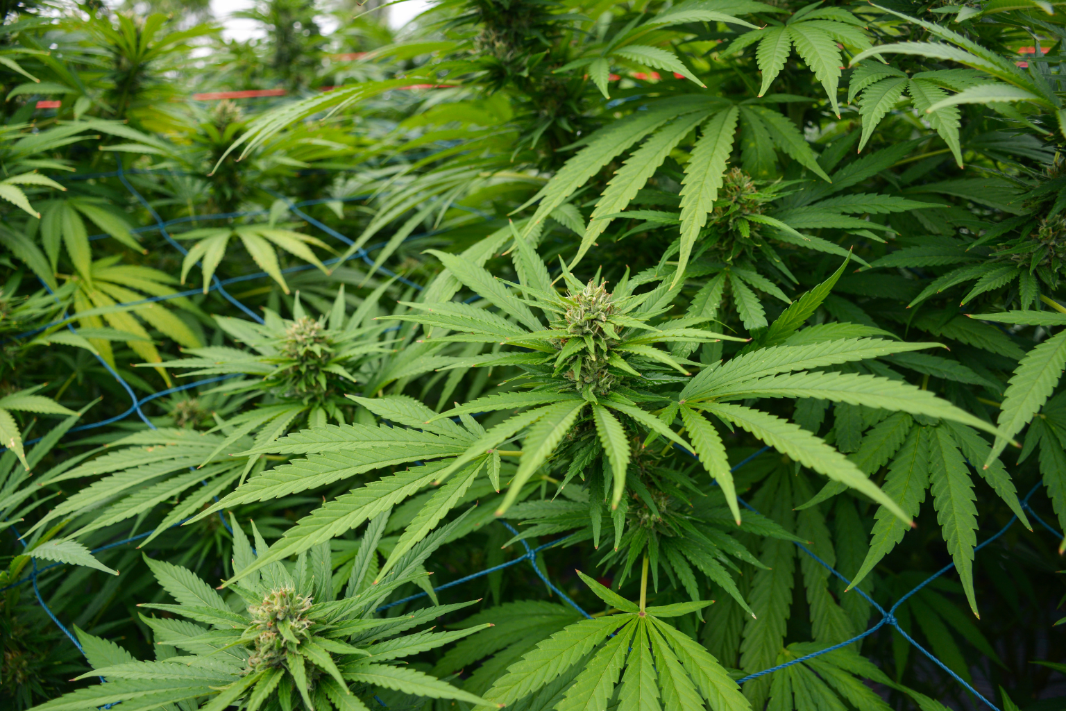 Flavonoides: qué son y qué papel tienen en el cannabis