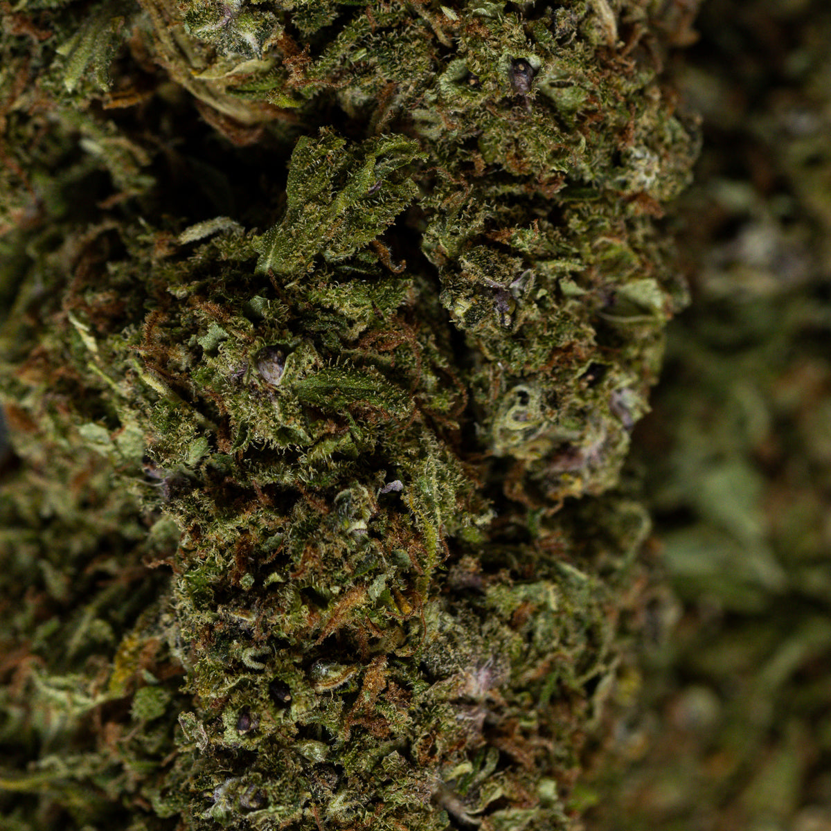 AK-47 CBD