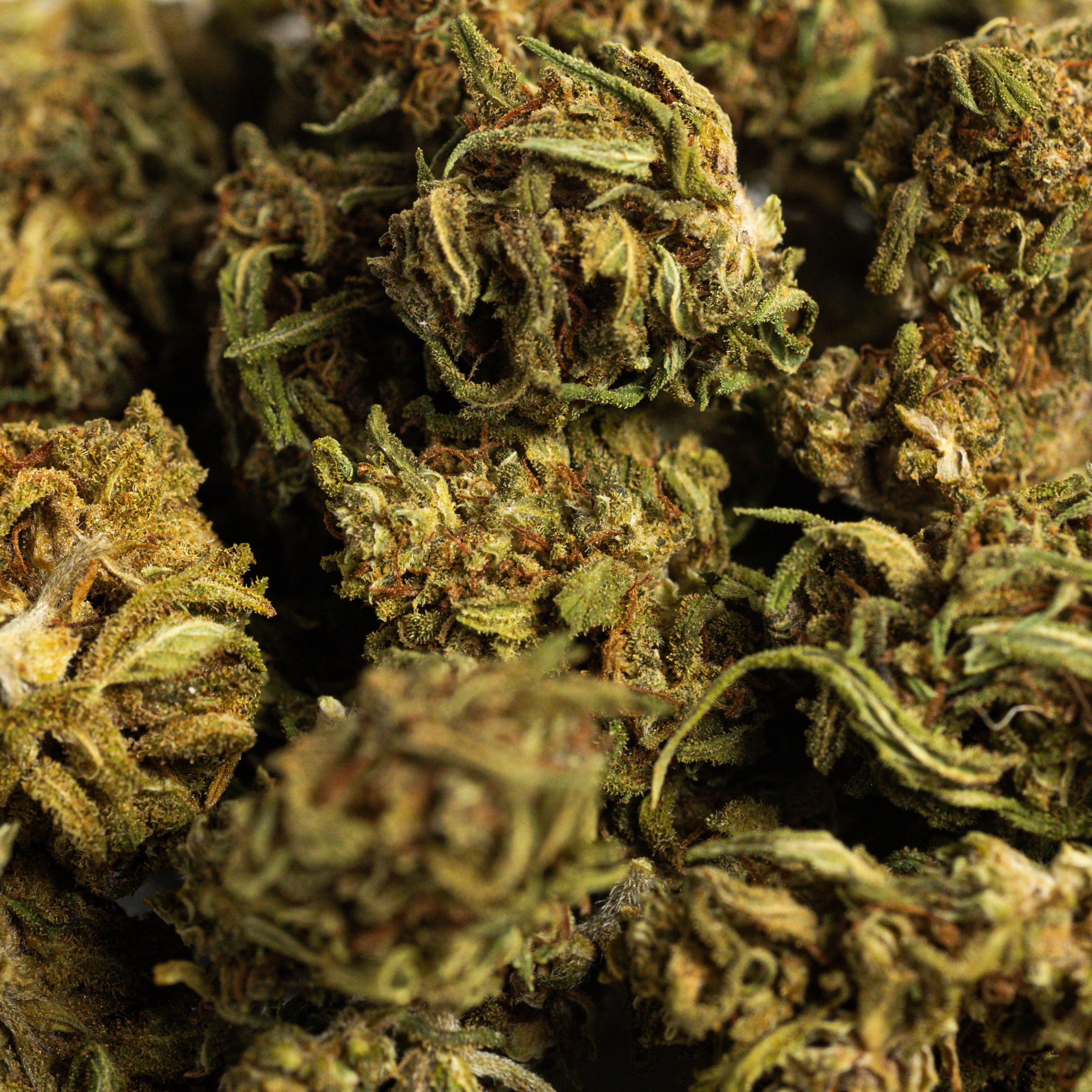 cannatonic (10g - 500g) -> Iberohemp CBD