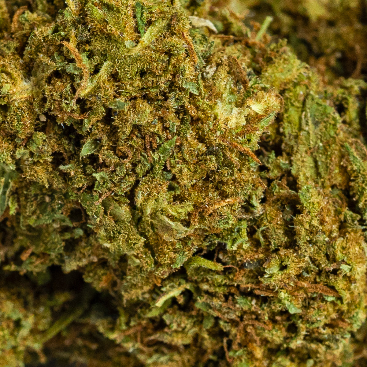 Gelato CBD IberoHemp